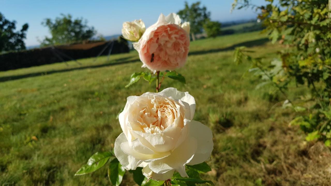 Belle Visnonia Meuble De Caractere Sud Morbihan Béganne Exteriör bild